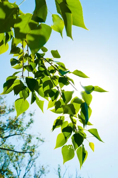 Hojas verdes de verano y cielo azul con sol — Foto de Stock