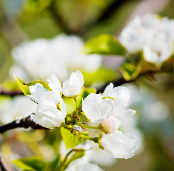Oddział kwitnących jabłoni — Zdjęcie stockowe