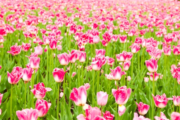 Tulips field in spring time — Stock Photo, Image