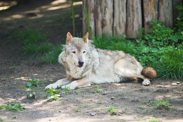 Wilk leżącej na skale. — Zdjęcie stockowe