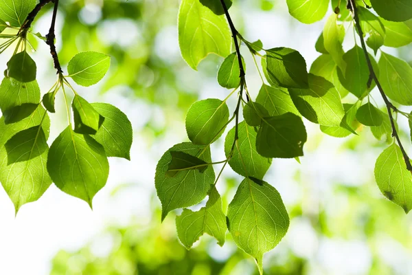 Grüne Blätter, flacher Fokus — Stockfoto