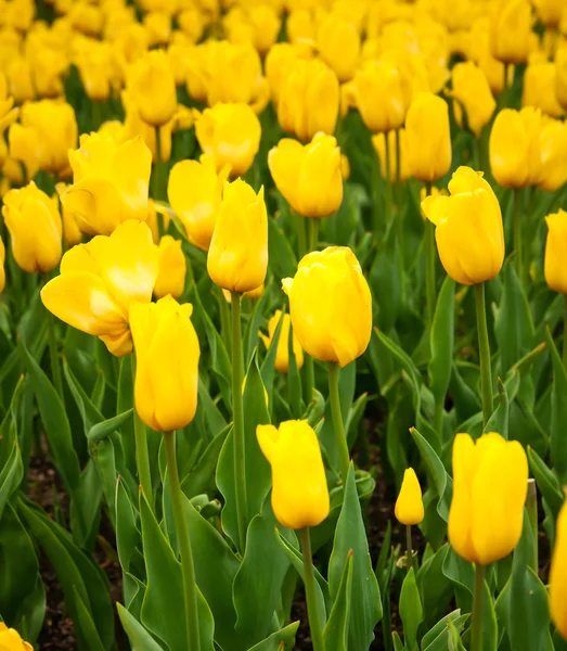 Belo campo de tulipas na primavera — Fotografia de Stock