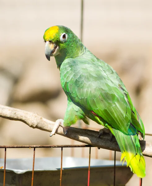 Papagaio-da-amazônia-nuca-amarela (Amazona auropalliata ) — Fotografia de Stock
