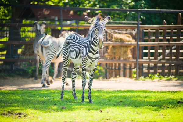 Grevy'nın zebra (Equus grevyi) — Stok fotoğraf
