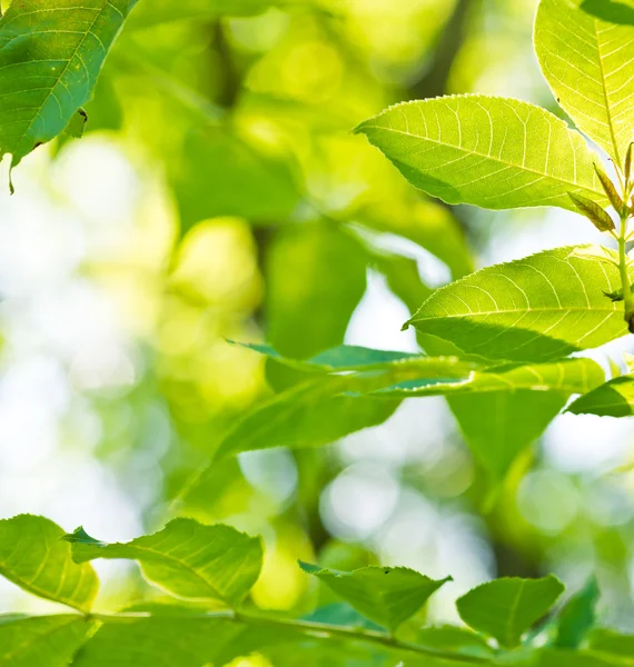 Nouvelles feuilles vertes fraîches brillantes au soleil — Photo