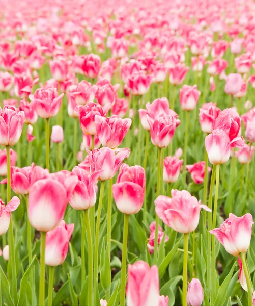 Schönes Tulpenfeld im Frühling — Stockfoto