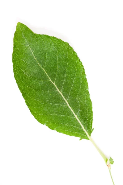 Leaf isolated — Stock Photo, Image