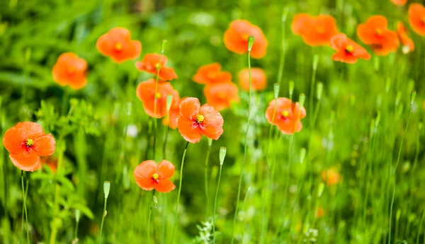 Wild poppies growing in a spring field — Stock Photo, Image