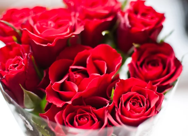 Colpo di rose rosse — Foto Stock