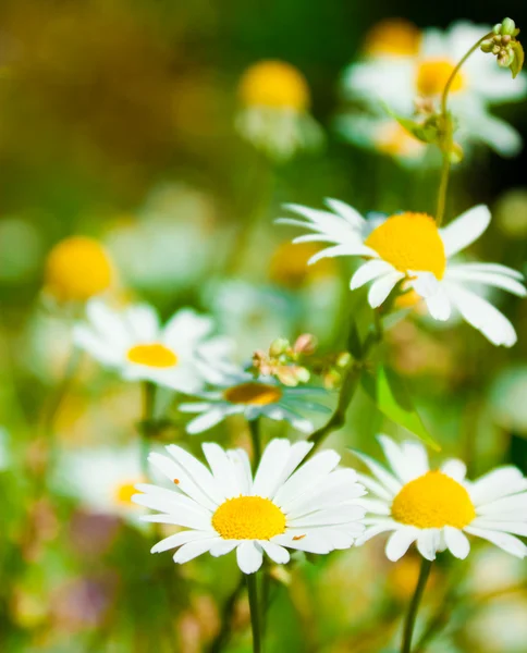 White beautiful chamomiles — Stock Photo, Image