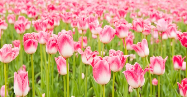 Belo campo de tulipas na primavera — Fotografia de Stock