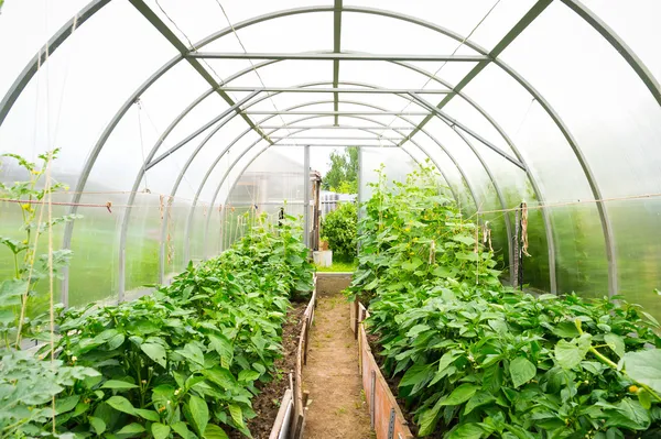 Inside plastic covered horticulture greenhouse — Stock Photo, Image