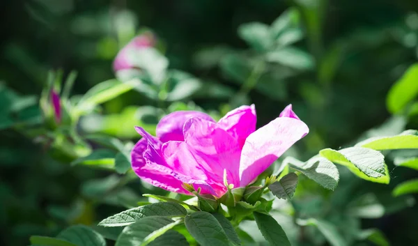 Roze Hondsroos (Rosa canina) — Stockfoto