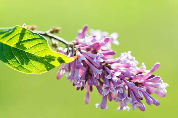 Kokulu çiçekleri leylak (Syringa vulgaris). Sığ derinliği bes — Stok fotoğraf