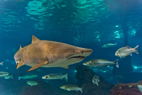 Shark underwater in natural aquarium — Stock Photo, Image