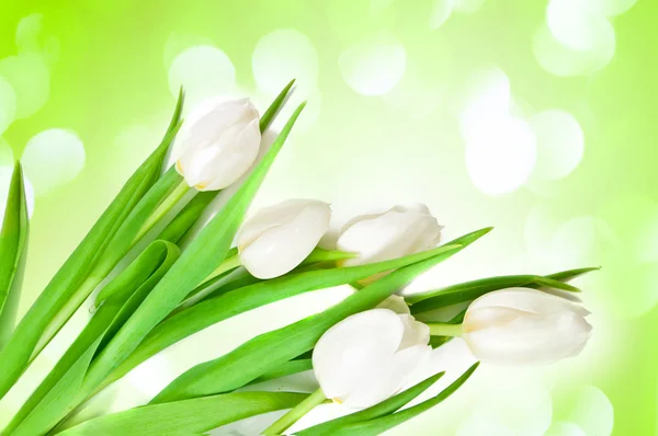 Witte tulpen grens — Stockfoto