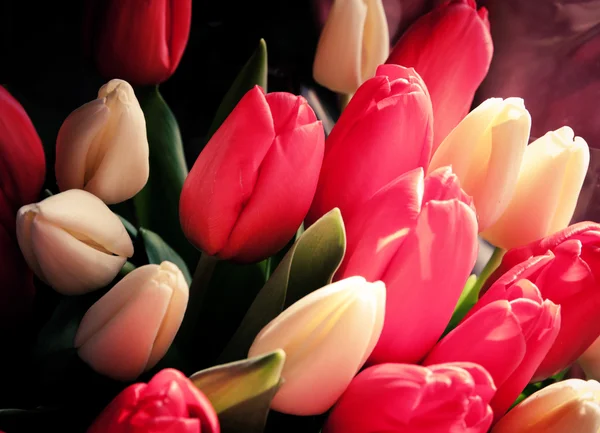 Tulips flower background texture — Stock Photo, Image