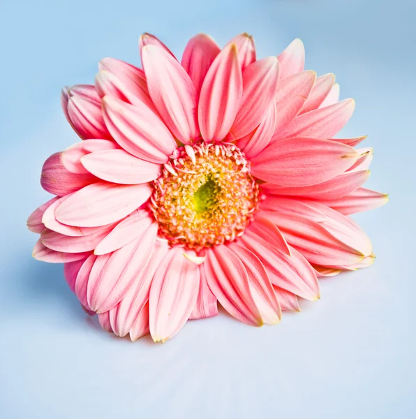 Mooie roze gerbera — Stockfoto