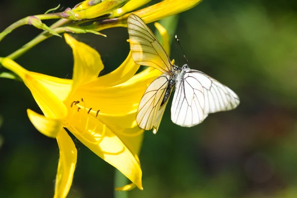 Two beautiful butterflies sitting on a yellow lily — Stock Photo, Image