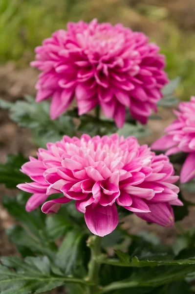 Flores de crisântemo — Fotografia de Stock