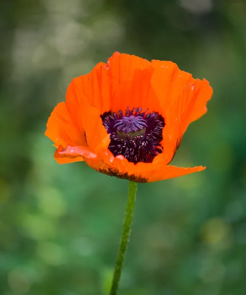 Red poppy (Papaver rhoeas) — Stock Photo, Image
