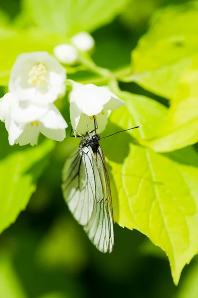 Butterfly Aporia crataegi — Stock Photo, Image