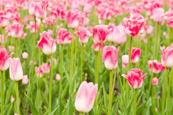 Belo campo de tulipas na primavera — Fotografia de Stock