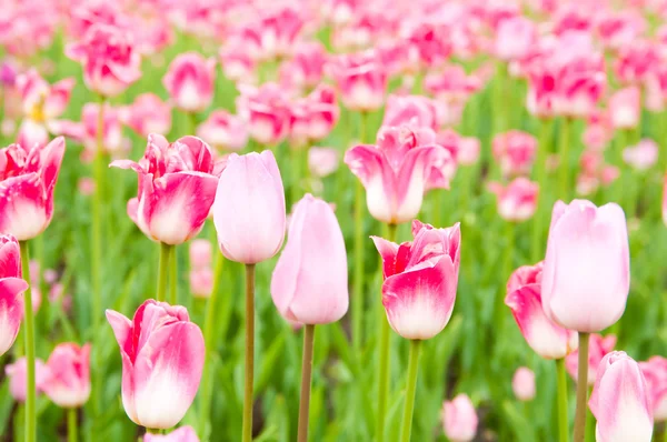 Belo campo de tulipas na primavera — Fotografia de Stock