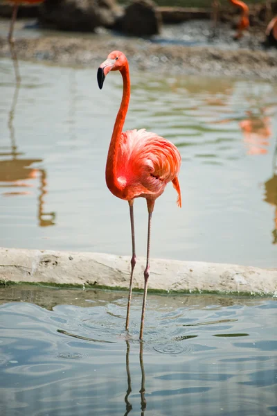 Pembe flamingo — Stok fotoğraf