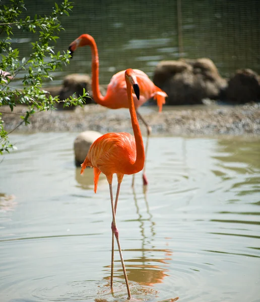 Flamingo rosa — Fotografia de Stock