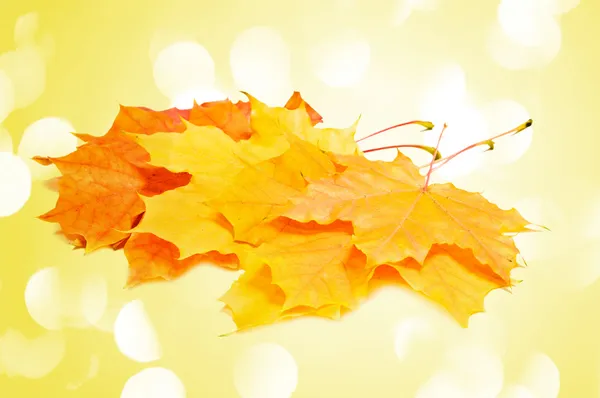 Úžasné barvy suchého javoru listy na podzim — Stock fotografie