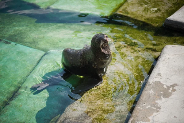 Sello de piel del norte (Callorhinus ursinus) en el agua — Foto de Stock