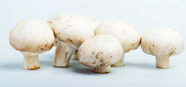 Champignon mushrooms — Stock Photo, Image