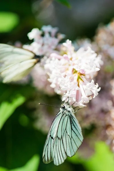 Fragrant lilac blossoms and butterfly Aporia crataegi — Stock Photo, Image