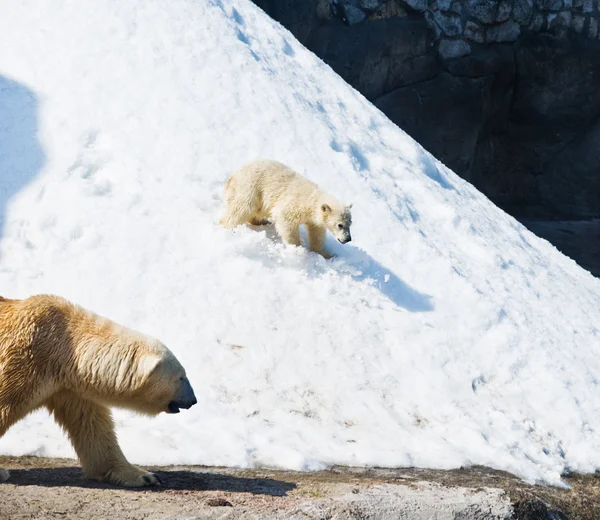 Hij polar ze-Beer met jong geitje — Stockfoto