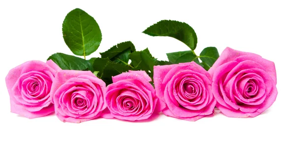 Bukett med vackra rosa rosor — Stockfoto
