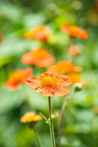 Geum. Belles fleurs rouges (DoF peu profond ) — Photo