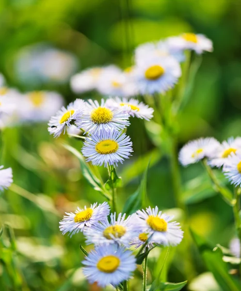 Wild blue asters — Stock Photo, Image