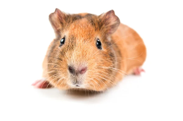 Guinea pig — Stock Photo, Image