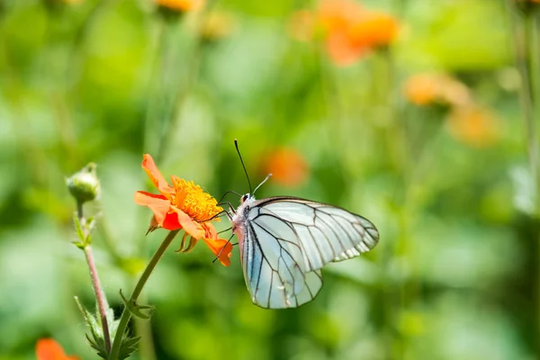 Geum. Beautiful red flowers and butterfly Aporia crataegi — Stock Photo, Image