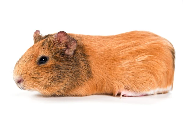 Guinea pig — Stock Photo, Image