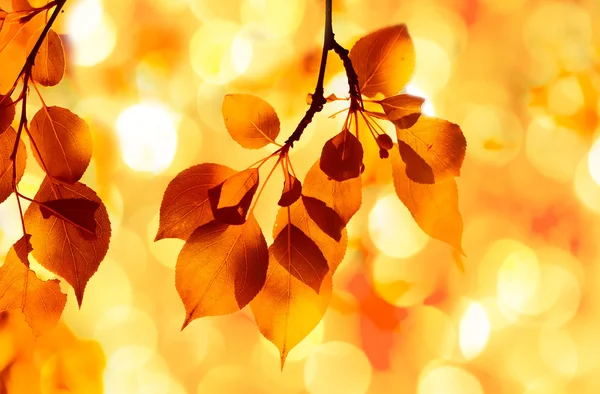 Żółty jesienny liść, płytkiej ostrości — Zdjęcie stockowe