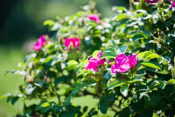 Hondsroos bush — Stockfoto