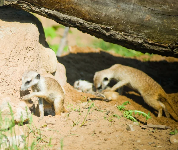 Oznámení suricate nebo Surikata (suricata suricatta) na pozoru, — Stock fotografie
