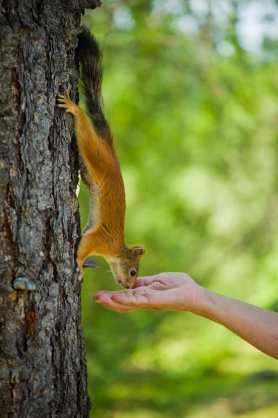 Ardilla en el árbol y comer de las manos — Foto de Stock