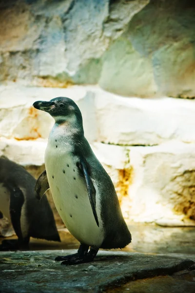 Pinguim — Fotografia de Stock