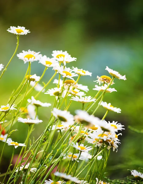 Wild chamomile on a meadow. — Stock Photo, Image