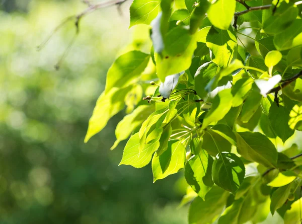 Folhas verdes, foco superficial — Fotografia de Stock