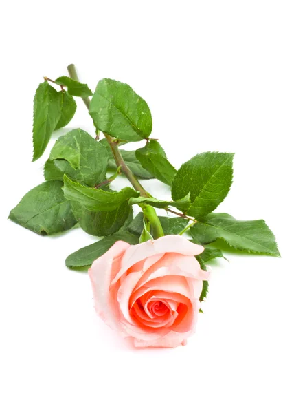 Bouquet di belle rose rosa — Foto Stock