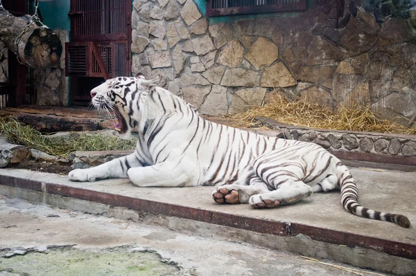 Weißer Tiger — Stockfoto